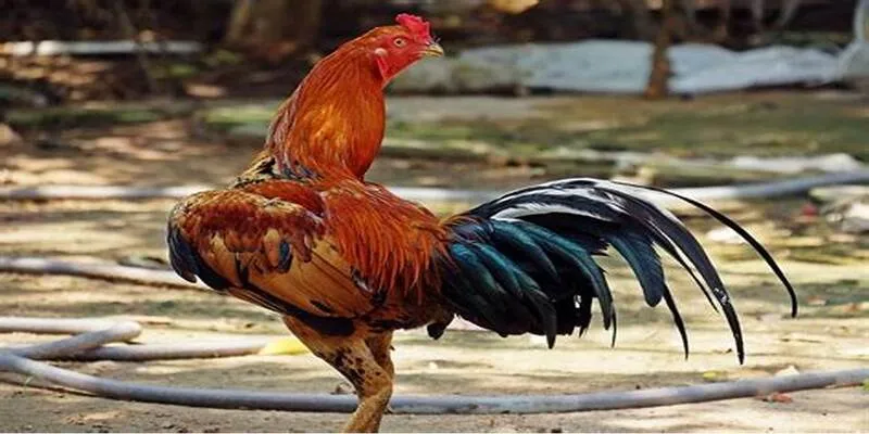 Đá gà cựa dao tại nhà cái TOP 1 này không thể nào quên