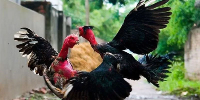 Nắm rõ những luật chơi trong đá gà miền Tây để tăng lợi thế