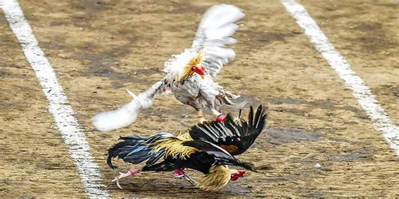 Nhiều cách trải nghiệm nhất