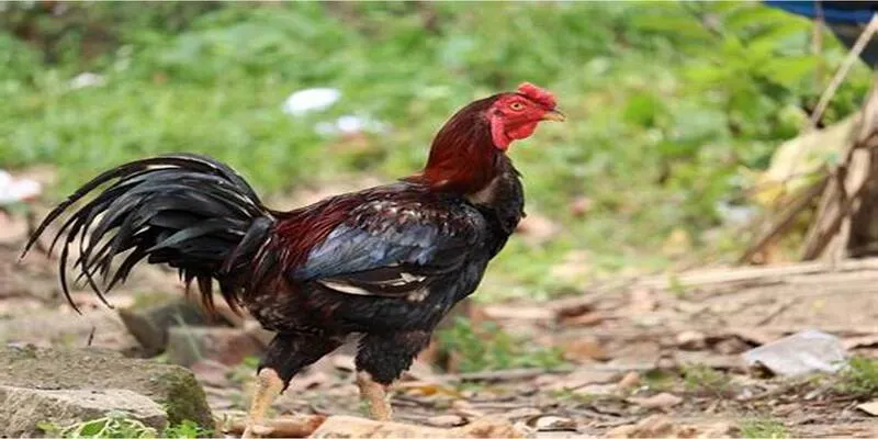Nhiều lý do trải nghiệm đấu gà tại nhà cái TOP 1 này