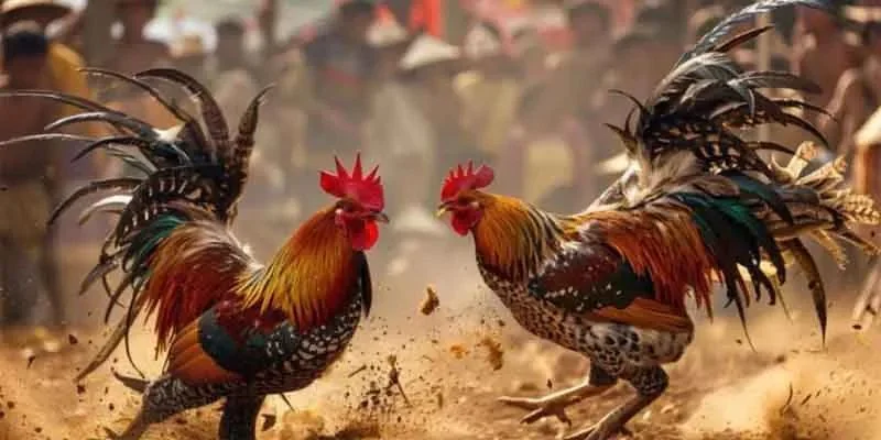 Tổng hợp về những đặc điểm cực nổi bật về đá gà cựa sắt