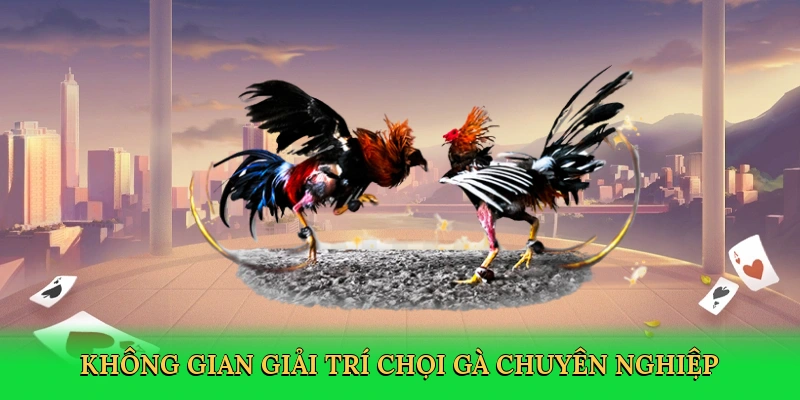 Không gian giải trí chọi gà chuyên nghiệp
