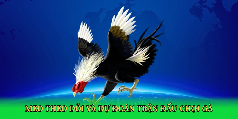 Mẹo theo dõi và dự đoán trận đấu chọi gà